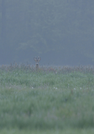Poster of Rogacz, Prince of the Polish plains