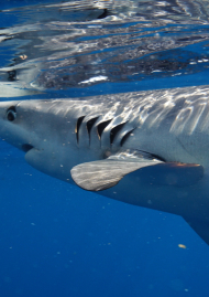 Poster of The blue shark returns