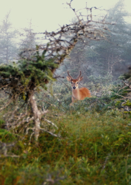 Affiche de ANTICOSTI, LE ROYAUME DU CERF DE VIRGINIE