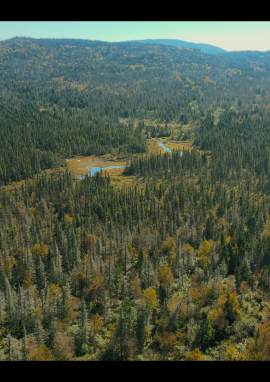 Poster of MOOSE, KING OF THE FOREST
