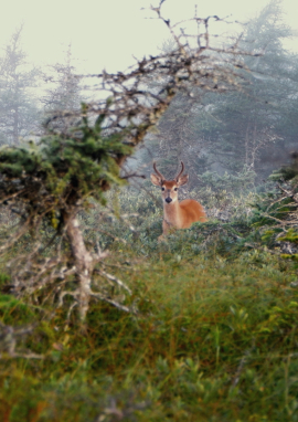 Poster of ANTICOSTI, THE KINGDOM OF THE WHITE-TAILED DEER